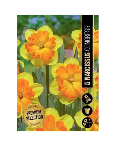 Nárcisz (narcissus congress) – tavasz hírnöke, elegáns megjelenéssel illatos, tavasszal nyíló hagymás növény Élénk sárga v