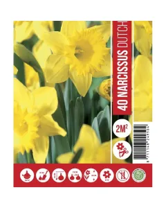 Nárcisz (narcissus dutch master) – tavasz hírnöke, elegáns megjelenéssel illatos, tavasszal nyíló hagymás növény Élénk sár
