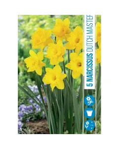 Nárcisz (narcissus dutch master) – tavasz hírnöke, elegáns megjelenéssel illatos, tavasszal nyíló hagymás növény Élénk sárg