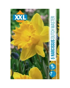 Nárcisz (narcissus dutch master) – tavasz hírnöke, elegáns megjelenéssel illatos, tavasszal nyíló hagymás növény Élénk sár