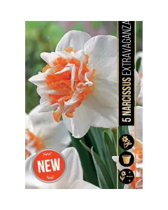 Nárcisz (narcissus extravaganza) – tavasz hírnöke, elegáns megjelenéssel illatos, tavasszal nyíló hagymás növény Élénk sár