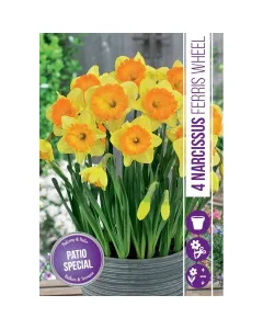 Nárcisz (narcissus ferris wheel) – tavasz hírnöke, elegáns megjelenéssel illatos, tavasszal nyíló hagymás növény Élénk sár