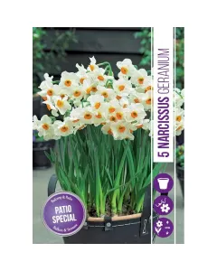 Nárcisz (narcissus geranium) – tavasz hírnöke, elegáns megjelenéssel illatos, tavasszal nyíló hagymás növény Élénk sárga v