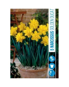 Nárcisz (narcissus golden ducat) – tavasz hírnöke, elegáns megjelenéssel illatos, tavasszal nyíló hagymás növény Élénk sárg