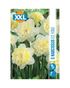 Nárcisz (narcissus ice king) – tavasz hírnöke, elegáns megjelenéssel illatos, tavasszal nyíló hagymás növény Élénk sárga v