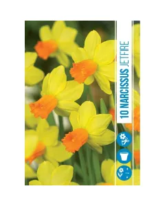 Nárcisz (narcissus jetfire) – tavasz hírnöke, elegáns megjelenéssel illatos, tavasszal nyíló hagymás növény Élénk sárga va