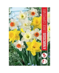 Nárcisz (narcissus large crowned mixed) – tavasz hírnöke, elegáns megjelenéssel illatos, tavasszal nyíló hagymás növény Élé