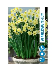 Nárcisz (narcissus minnow) – tavasz hírnöke, elegáns megjelenéssel illatos, tavasszal nyíló hagymás növény Élénk sárga vagy
