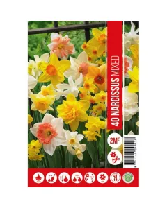 Nárcisz (narcissus mixed) – tavasz hírnöke, elegáns megjelenéssel illatos, tavasszal nyíló hagymás növény Élénk sárga vagy