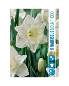 Nárcisz (narcissus mount hood) – tavasz hírnöke, elegáns megjelenéssel illatos, tavasszal nyíló hagymás növény Élénk sárga