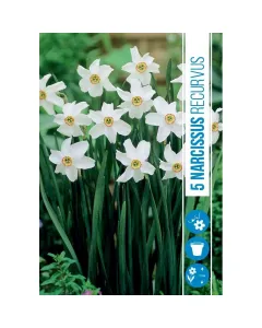 Nárcisz (narcissus recurvus) – tavasz hírnöke, elegáns megjelenéssel illatos, tavasszal nyíló hagymás növény Élénk sárga v