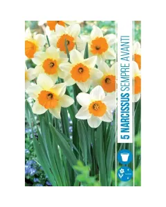 Nárcisz (narcissus sempre avanti) – tavasz hírnöke, elegáns megjelenéssel illatos, tavasszal nyíló hagymás növény Élénk sá