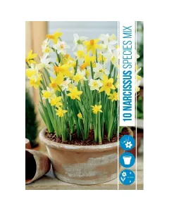Nárcisz (narcissus species mix) – tavasz hírnöke, elegáns megjelenéssel illatos, tavasszal nyíló hagymás növény Élénk sár