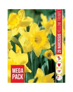 Nárcisz (narcissus yellow trumpet) – tavasz hírnöke, elegáns megjelenéssel illatos, tavasszal nyíló hagymás növény Élénk s�