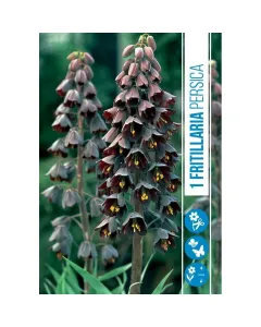 Perzsa kockásliliom (fritillaria persica) – különleges, elegáns tavaszi hagymás virág sötétlila, fürtös virágzattal Április–