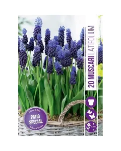 Széleslevelű gyöngyike (muscari latifolium) – kétszínű, különleges hagymás növény látványos, sötétkék és világoskék ár