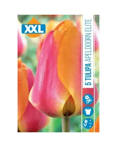 Tulipán virághagyma, Tulipa Apeldoorns Elite (5db/csomag) Tulipán (tulipa apeldoorns elite) – klasszikus, nagyméretű virágú fajta Élénk piros és sárga kétszínű virágzat hosszú sz�