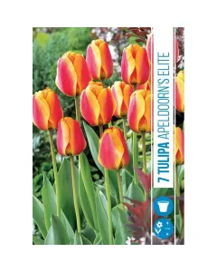 Tulipán (tulipa apeldoorns elite) – elegáns, kétszínű virág piros és sárga szirmok kontrasztos látvánnyal hosszú szárú, kl