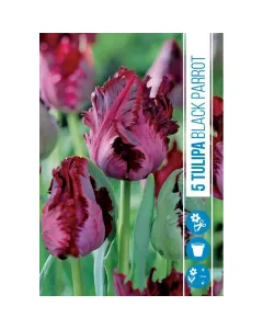 Tulipán (tulipa black parrot) – különleges, fodros szirmú fajta sötétbordó, majdnem fekete virágok fodros, hullámos szirmok egy