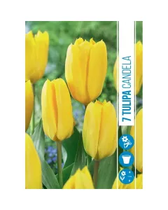 Tulipán (tulipa candela) – ragyogó tavaszi hagymás virág Élénk sárga szirmok friss megjelenéssel egyszerűen gondozható, napos 
