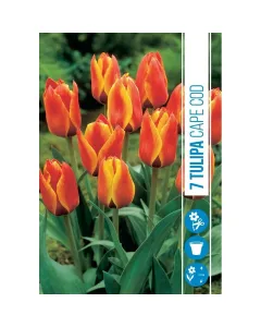 Tulipán (tulipa cape cod) – különleges színváltó fajta narancsos-piros virágok sárgás árnyalatokkal alacsonyabb termetű, komp