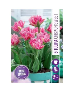 Tulipán (tulipa crispion sweet) – fodros szirmú tavaszi különlegesség különleges, rojtos szirmú virágok finom rózsaszín árny