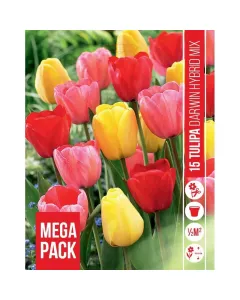 Tulipán (tulipa darwin mixed) – klasszikus tavaszi hagymás válogatás erőteljes, magas szárú virágokkal Élénk, változatos szí