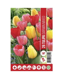 Tulipán (tulipa darwin mixed) – nagyvirágú, erőteljes hagymás virág klasszikus darwin-hibrid válogatás élénk színekkel: piros