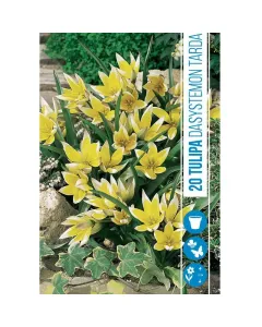 Tulipán (tulipa dasystemon tarda) – különleges tavaszi hagymás virág 20 hagymás kiszerelésben, bőséges virágpompához csillag
