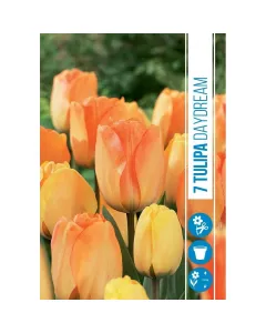 Tulipán (tulipa daydream) – színváltozó tavaszi virághagyma narancssárgából krémsárgává változó virágokkal középidőben