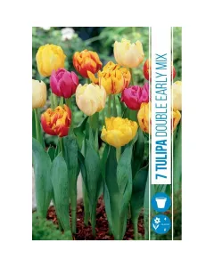 Tulipán (tulipa double early mix) – telt virágú tavaszi hagymás gazdag, telt virágzat több színben korai virágzás tavasszal dek