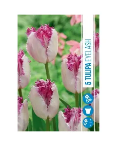 Tulipán (tulipa eyelash) – feltűnő rojtos szirmú fajta Élénk rózsaszín, rojtos szirmokkal különleges textúrájú, elegáns vi