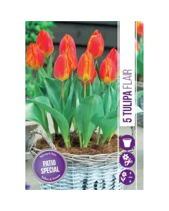 Tulipán (tulipa flair) – élénk tavaszi színfolt tűzpiros szirmok sárga szegéllyel kompakt, közepes méretű virág, mely ágyás