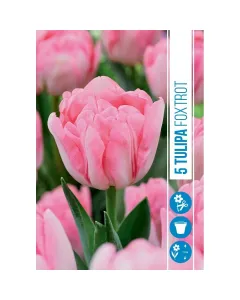 Tulipán (tulipa foxtrot) – romantikus rózsaszín árnyalatú virághagyma kettős virágzat, telt szirmokkal rózsaszín-fehér szín�