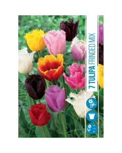 Tulipán (tulipa fringed mix) – rojtos szirmú tavaszi hagymás elegáns, rojtos szirmú virágok többféle színben pompázik dekorat�