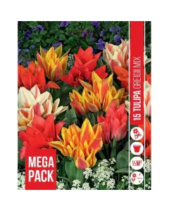 Tulipán (tulipa greigii mixed) – alacsony tavaszi virághagyma kompakt termetű, dekoratív növény sokszínű, élénk árnyalatú vi
