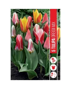 Tulipán (tulipa greigii mixed) – alacsony növésű tavaszi hagymás változatos, élénk színekben nyílik dekoratív, mintás levele