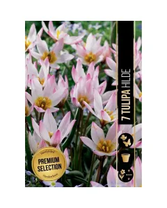 Tulipán (tulipa hilde) – elegáns tavaszi virág lágy rózsaszín szirmok finom fehér árnyalattal közepes magasságú, dekoratív m