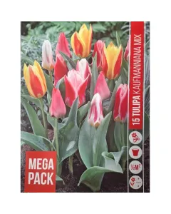 Tulipán (tulipa kaufmanniana mixed) – korán nyíló tavaszi válogatás alacsony termetű, dekoratív hagymás növény Élénk, soksz