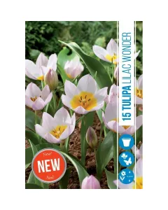 Tulipán (tulipa lilac wonder) – különleges tavaszi virághagyma lila-rózsaszín szirmok, élénk sárga középpel alacsony növeked