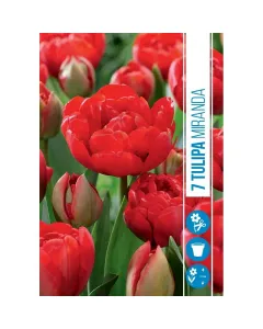 Tulipán (tulipa miranda) – teltvirágú különlegesség nagy, telt, élénkvörös virágok dekoratív, romantikus hatás a kertben k�