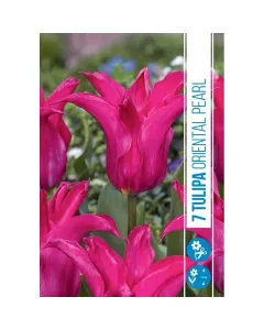 Tulipán (tulipa oriental pearl) – kecses, korai virágzású fajta Élénk rózsaszín árnyalat, finom formával korai virágzás, tav
