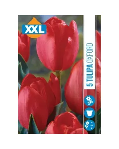 Tulipán virághagyma, Tulipa Oxford (5db/csomag) Tulipán (tulipa oxford) – klasszikus, élénk piros darwin-hibrid nagyméretű, telt virágok tavasszal hosszú, erős szárakon nyíli