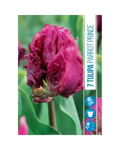 Tulipán (tulipa parrot prince) – elegáns, különleges papagáj tulipán hullámos szirmok, egyedi megjelenéssel gazdag bíborlila sz