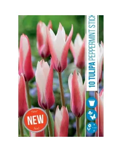 Tulipán (tulipa peppermint stick) – különleges kétszínű virághagyma Élénk rózsaszín és fehér csíkos szirmok korai virágz�