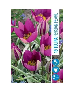 Tulipán (tulipa persian pearl) – miniatűr, élénk színű fajta lila-rózsaszín szirmok, sárga középpel alacsony, kompakt növeke