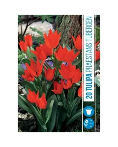 Tulipán (tulipa praestans tubergen) – többszirmú, élénk virágzás Élénkpiros, több virágot hozó szár hosszú virágzás, bő