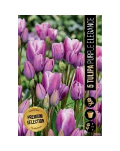 Tulipán (tulipa purple elegance) – elegáns, mélylila virág gazdag, intenzív színvilág tavasszal erős szárakon nyíló, mutatós