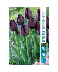 Tulipán (tulipa queen of night) – különleges sötét virágú fajta bársonyos, mélybordó-fekete szirmok elegáns, magas szárú n�