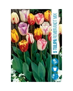 Tulipán virághagyma, Tulipa Rembrandt Mix (5db/csomag) Tulipán (tulipa rembrandt mix) – különleges mintázatú hagymás virág festményszerű, csíkozott szirmok többféle színváltozat